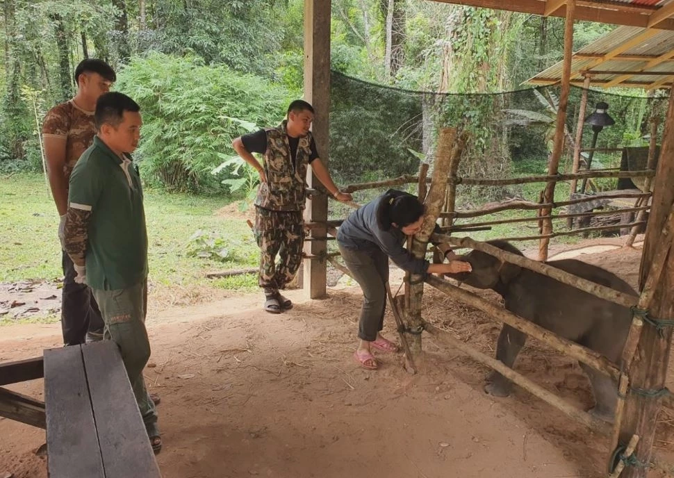 "ลูกช้างป่าภูวัว" พลัดหลง ร่างกายยังค่อนข้างอ่อนแอ สัตวแพทย์ดูแลใกล้ชิด