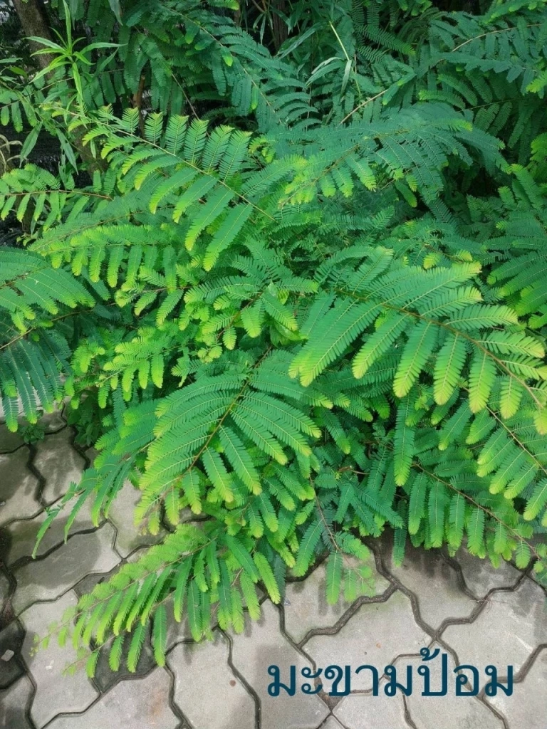 กรมวิชาการเกษตร วิจัยต่อยอด เพิ่มมูลค่า พืชสมุนไพรไทย