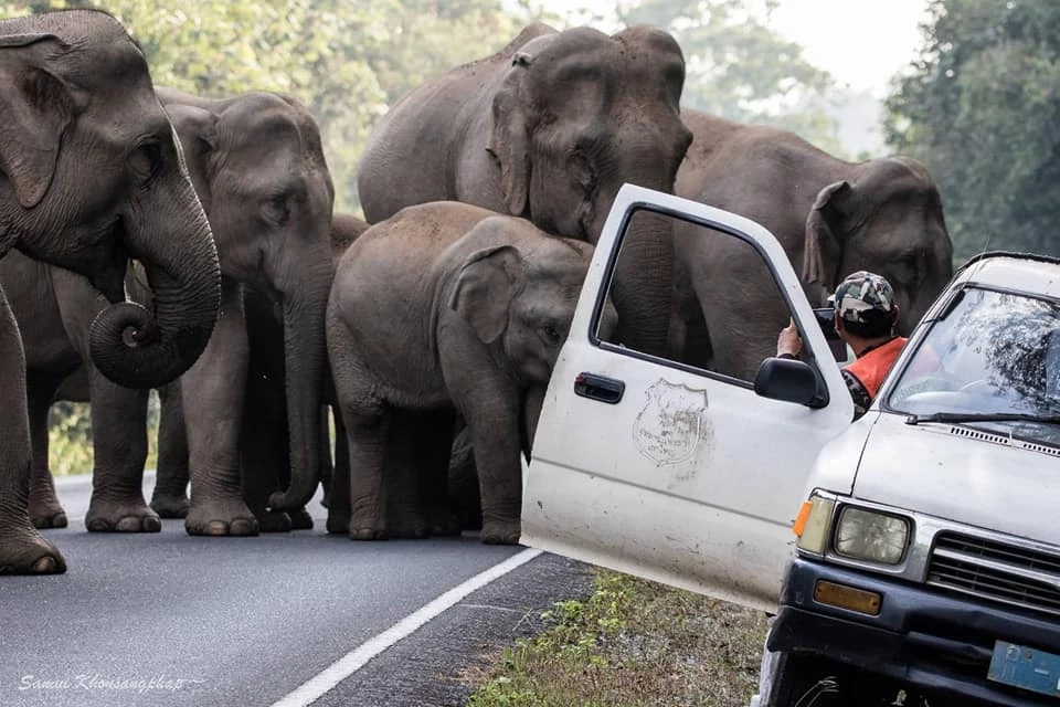 ใจหาย "สุทธิพร" มือปราบช้างป่าเขาใหญ่ เกษียณอายุราชการ