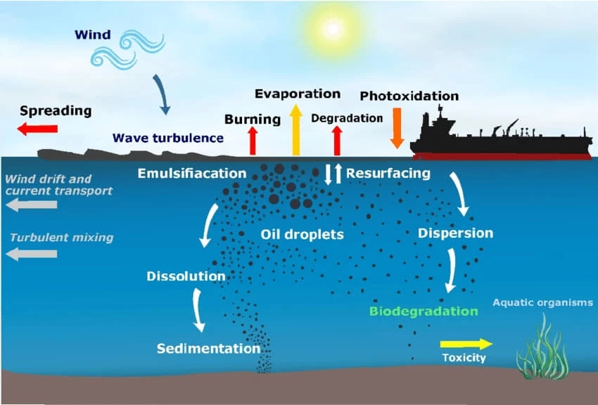 หวั่นน้ำมันรั่ว ส่งผลสิ่งแวดล้อม ห่วงโซ่อาหารมนุษย์ อาหารทะเลมีสารปนเปื้อน