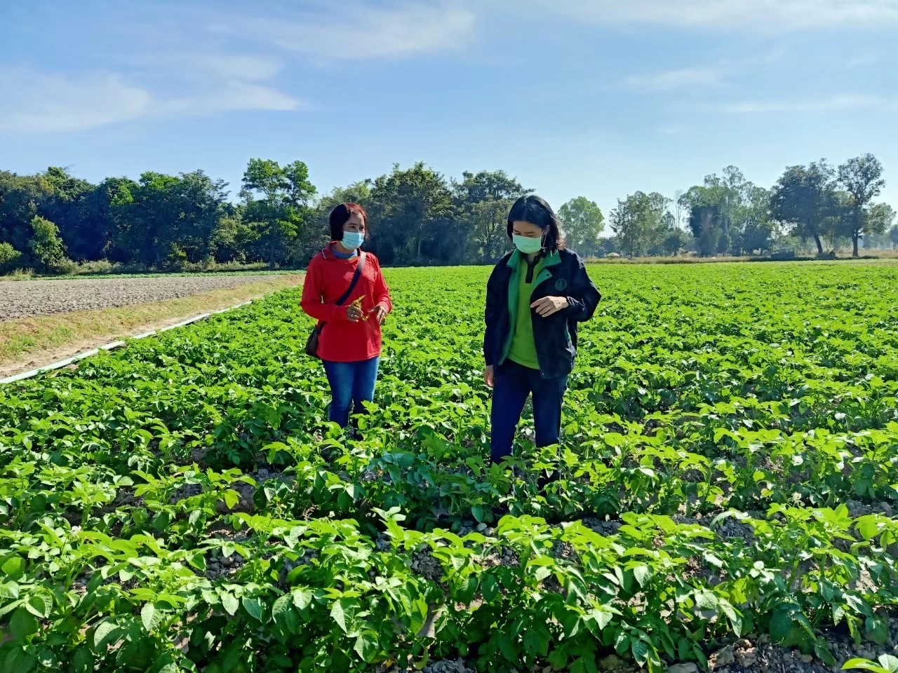 "เกษตรกรสกลนคร" รวมกลุ่มปลูกมันฝรั่ง สร้างรายได้ปีละ 10 ล้าน