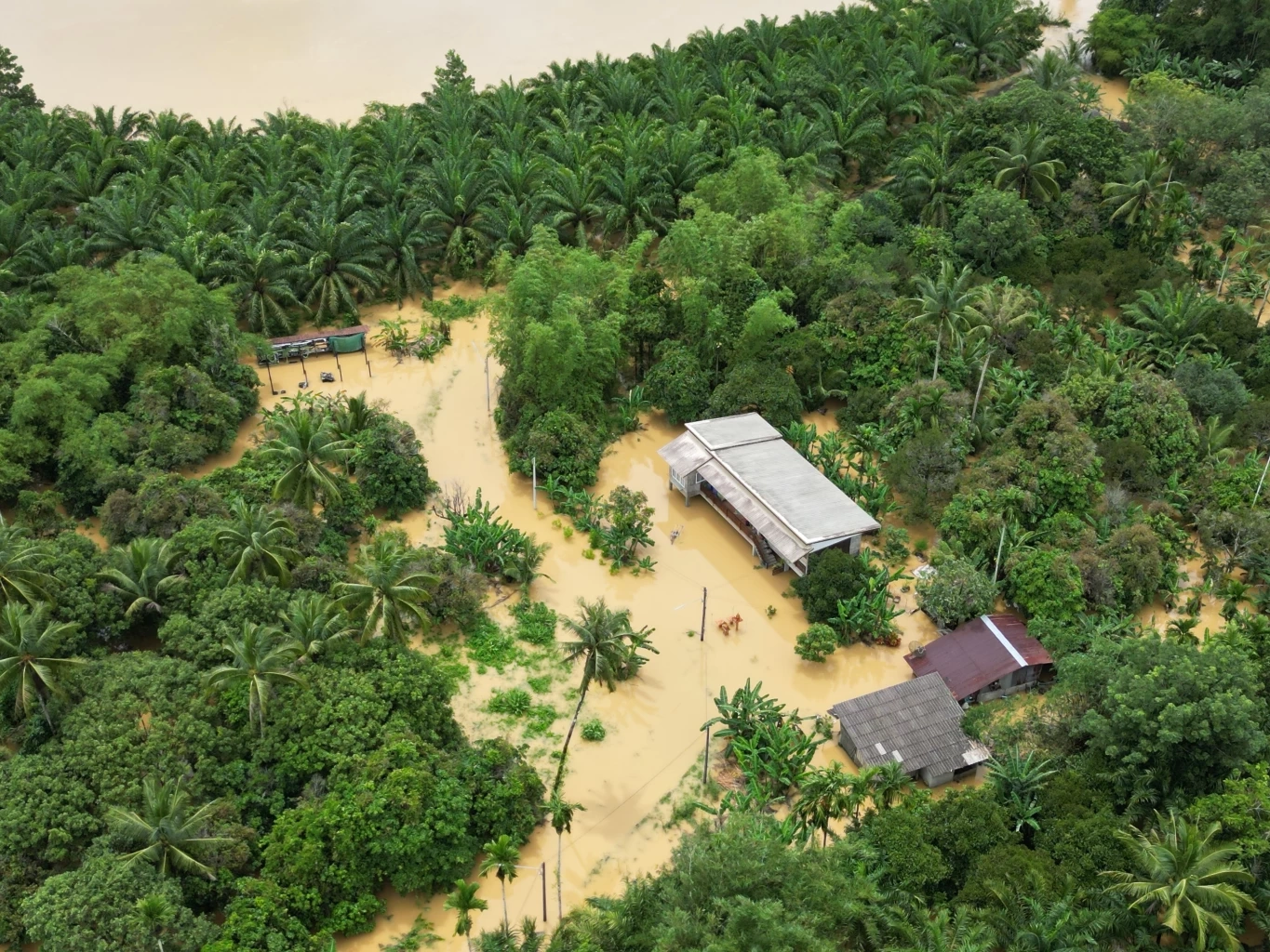 เปิดภาพมุมสูง "แม่น้ำตะกั่วป่า" ล้นตลิ่ง ทะลักท่วมบ้านเรือนและพื้นที่การเกษตร