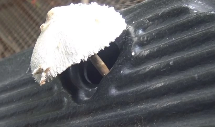 พบ "เห็ด" โผล่กระบะท้ายรถชาวบ้าน เจ้าของแปลกใจ-นำเลขทะเบียนเสี่ยงโชค