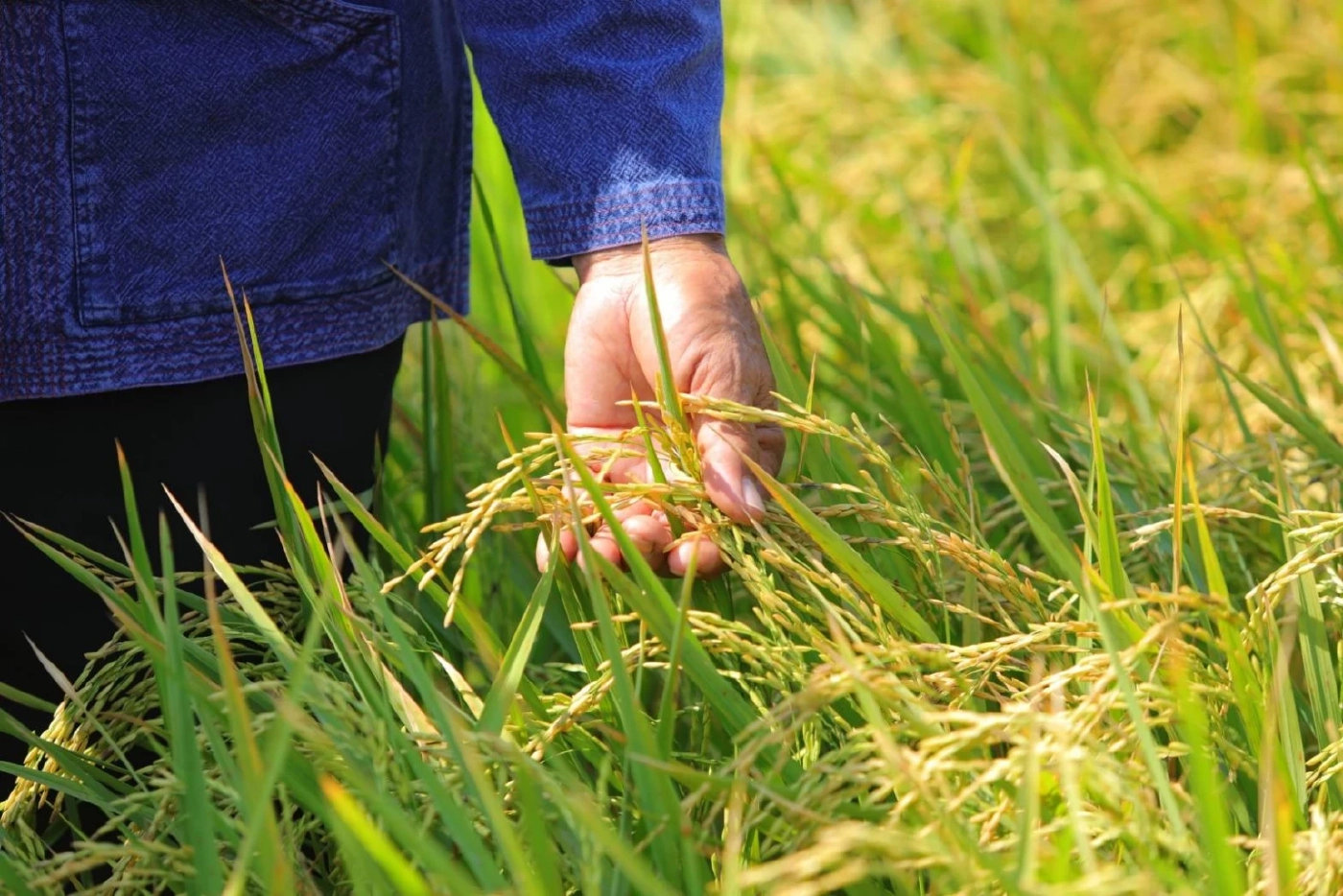 กรมข้าวฯ เดินเครื่องจักรผลิตเมล็ดพันธุ์ข้าว ส่งถึงมือเกษตรกร