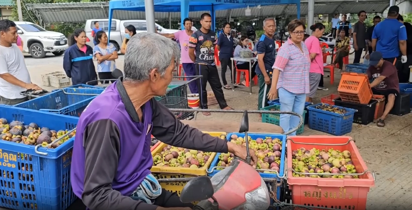 ชาวสวนยิ้มร่า "ธรรมนัส" จัดจุดรับซื้อมังคุดคาดทะลุ 1 พันตัน