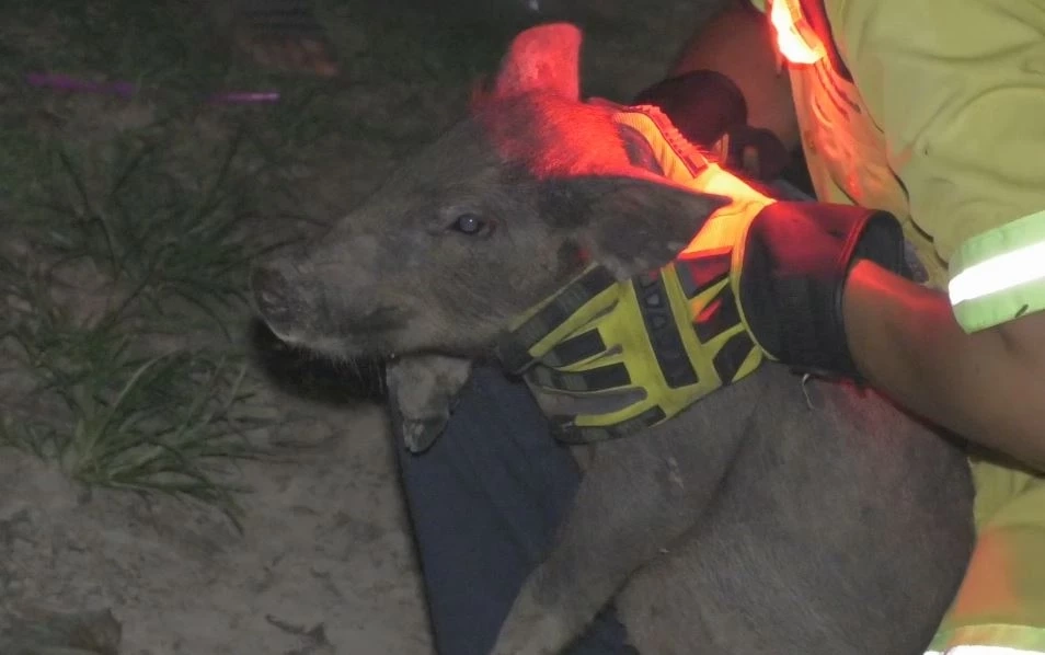 ว้าวุ่นเลยทีนี้! 11 หมูป่าป่วน กู้ภัยไล่จับทุลักทุเลกว่า 7 ชม. (มีคลิป)