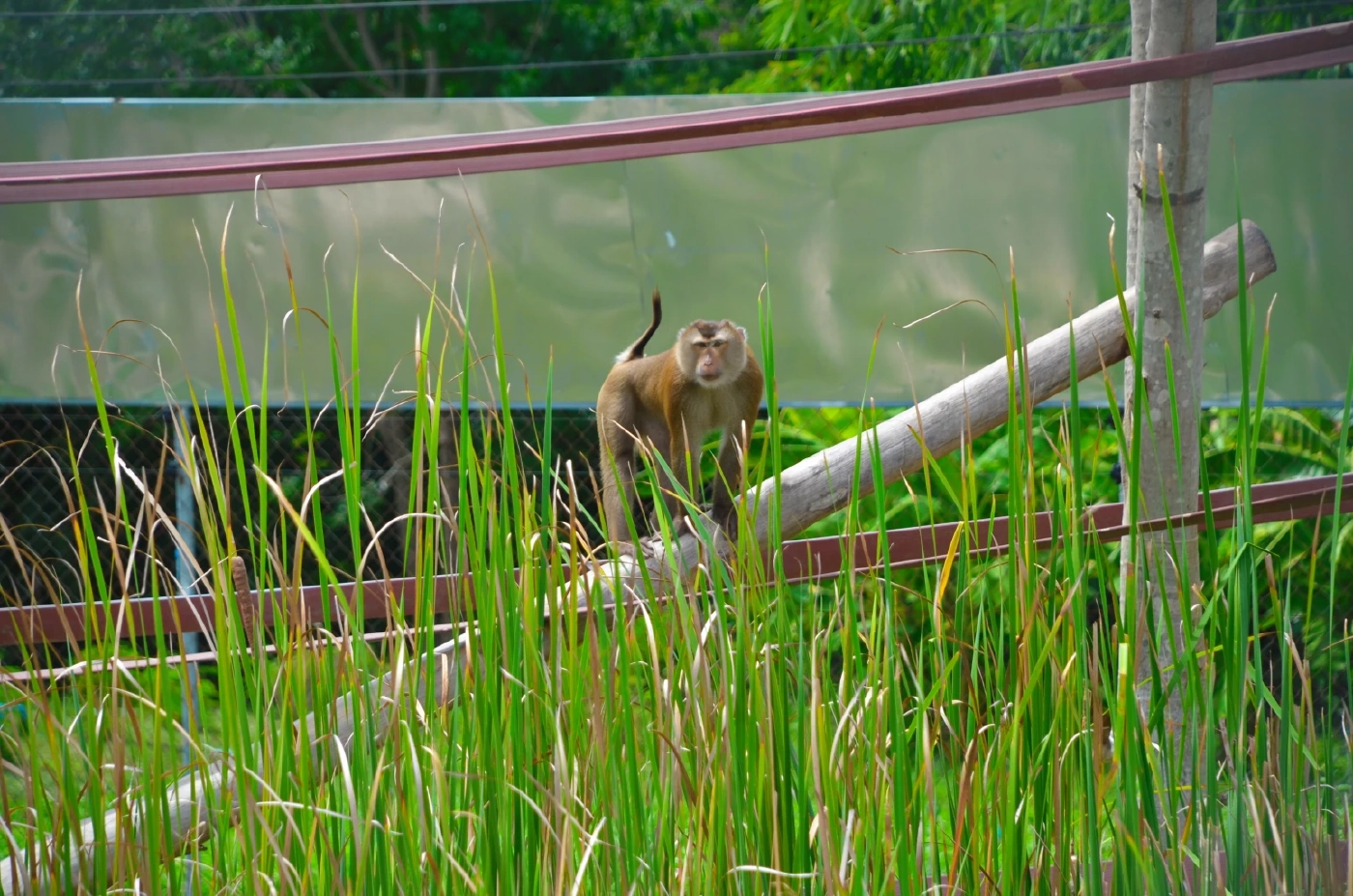 เดินหน้า "เพชรบุรีโมเดล" แก้ปัญหาลิงล้นเมือง