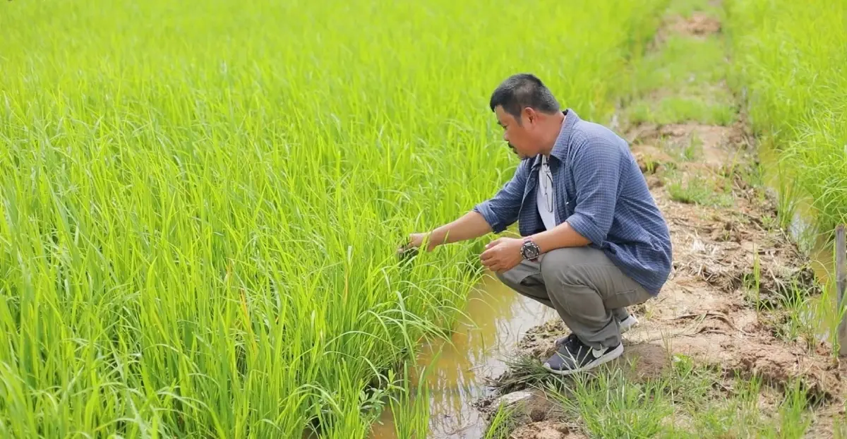 กรมการข้าว หนุนใช้เมล็ดพันธุ์ปี66 เพิ่มผลผลิต