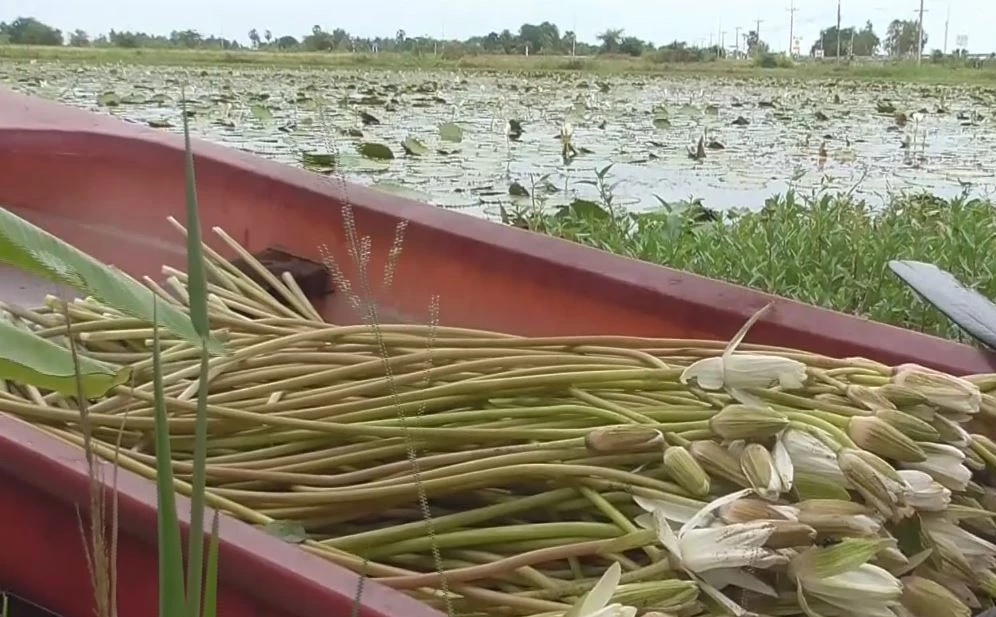 เกษตรกรอ่างทอง พลิกผืนนา หันปลูกบัวสาย ทำเงินเดือนละกว่า 2 หมื่น