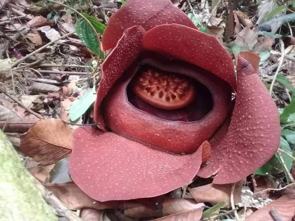 อีกหนึ่งสายพันธุ์มหัศจรรย์ “บัวผุด”พืชปรสิตที่หายาก ใกล้จะสูญพันธุ์