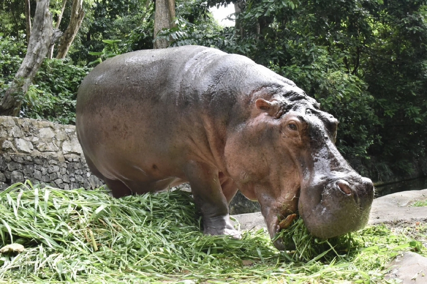 เตรียมฉลองวันเกิด "แม่มะลิ" อายุครบ 58 ปี ฮิปโปขวัญใจมหาชน อายุยืนสุดในไทย