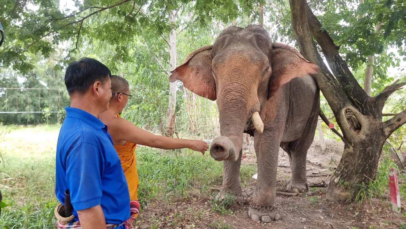 เปิดบ้านใหม่ "พลายบุญชู" จากบ้านปงแท่น ลำปาง สู่ "วัดท่าไม้" สมุทรสาคร