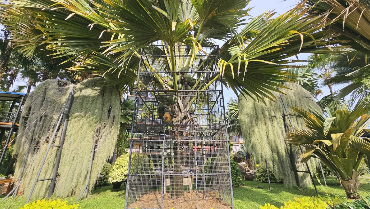 สวนนงนุช โชว์ "มะพร้าวก้นสาว" ลูกละแสน