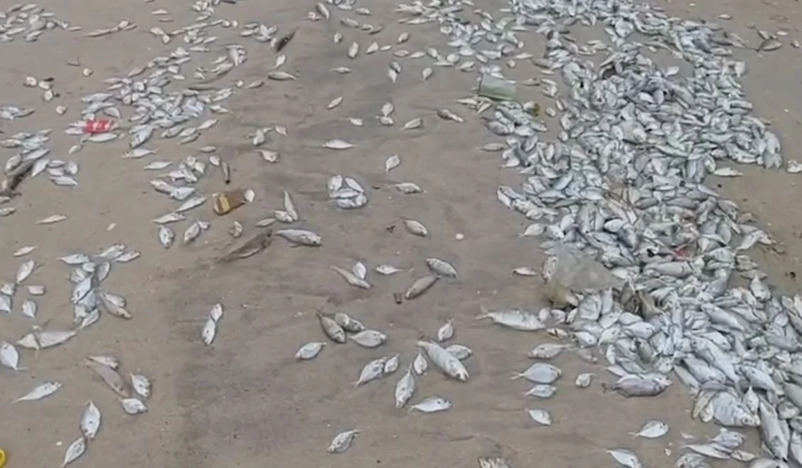 "แพลงก์ตอนบลูม" ปลาขาดอากาศ ตายเกลื่อนหาดบางแสน