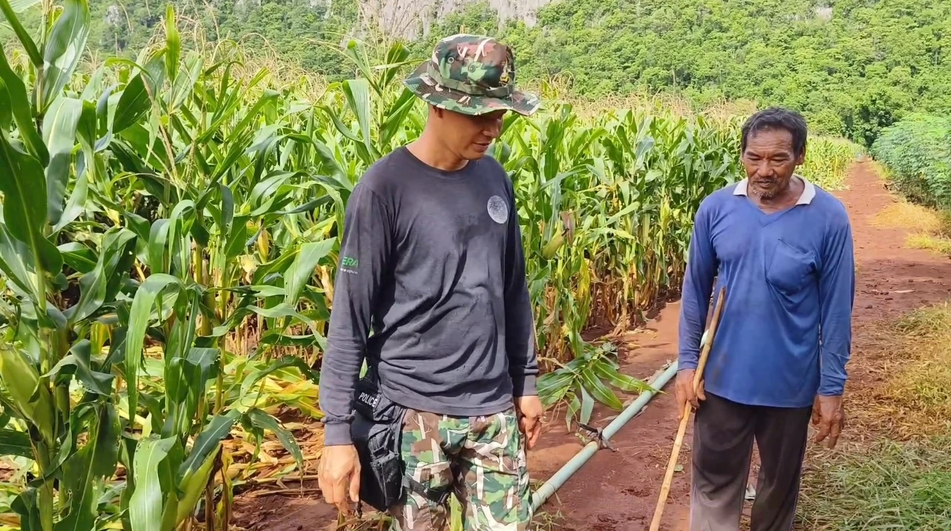 ชาวบ้านผวา หมีควายบุกไร่ข้าวโพด โร่แจ้ง จนท.ตรวจสอบ