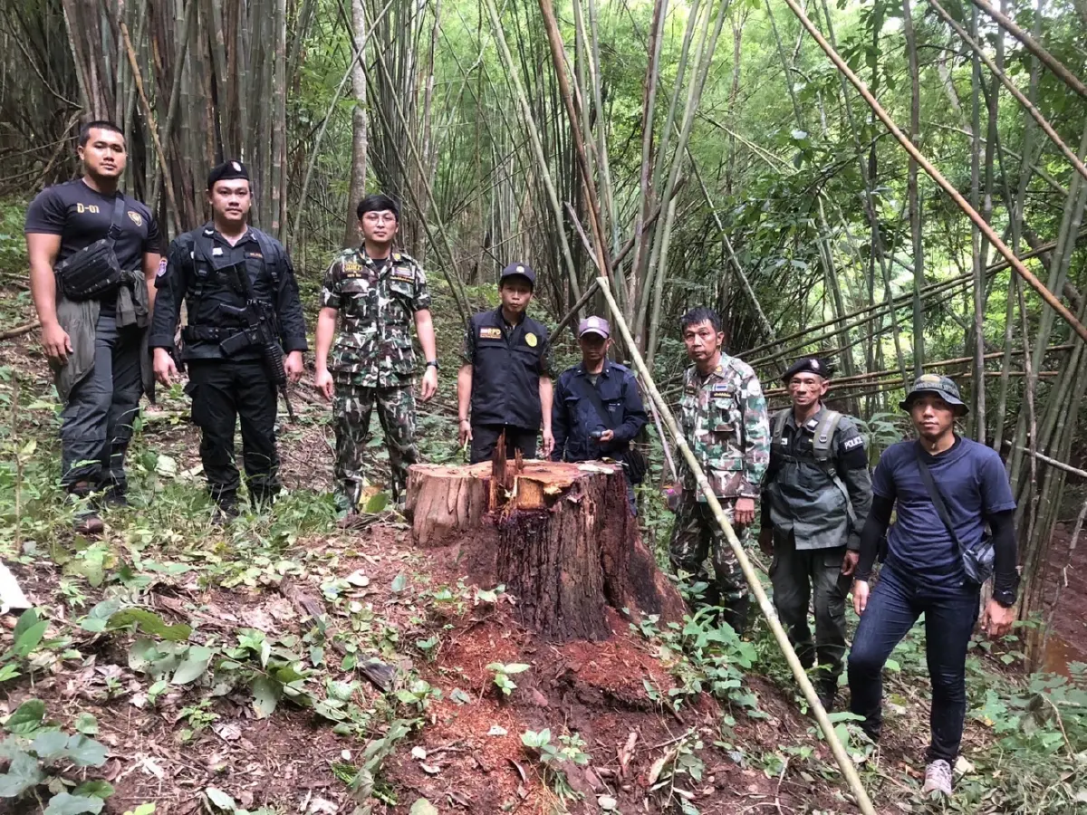 ยึดไม้ประดู่ยักษ์ ลักลอบตัดเขตป่าสงวน เตรียมส่งต่างประเทศ