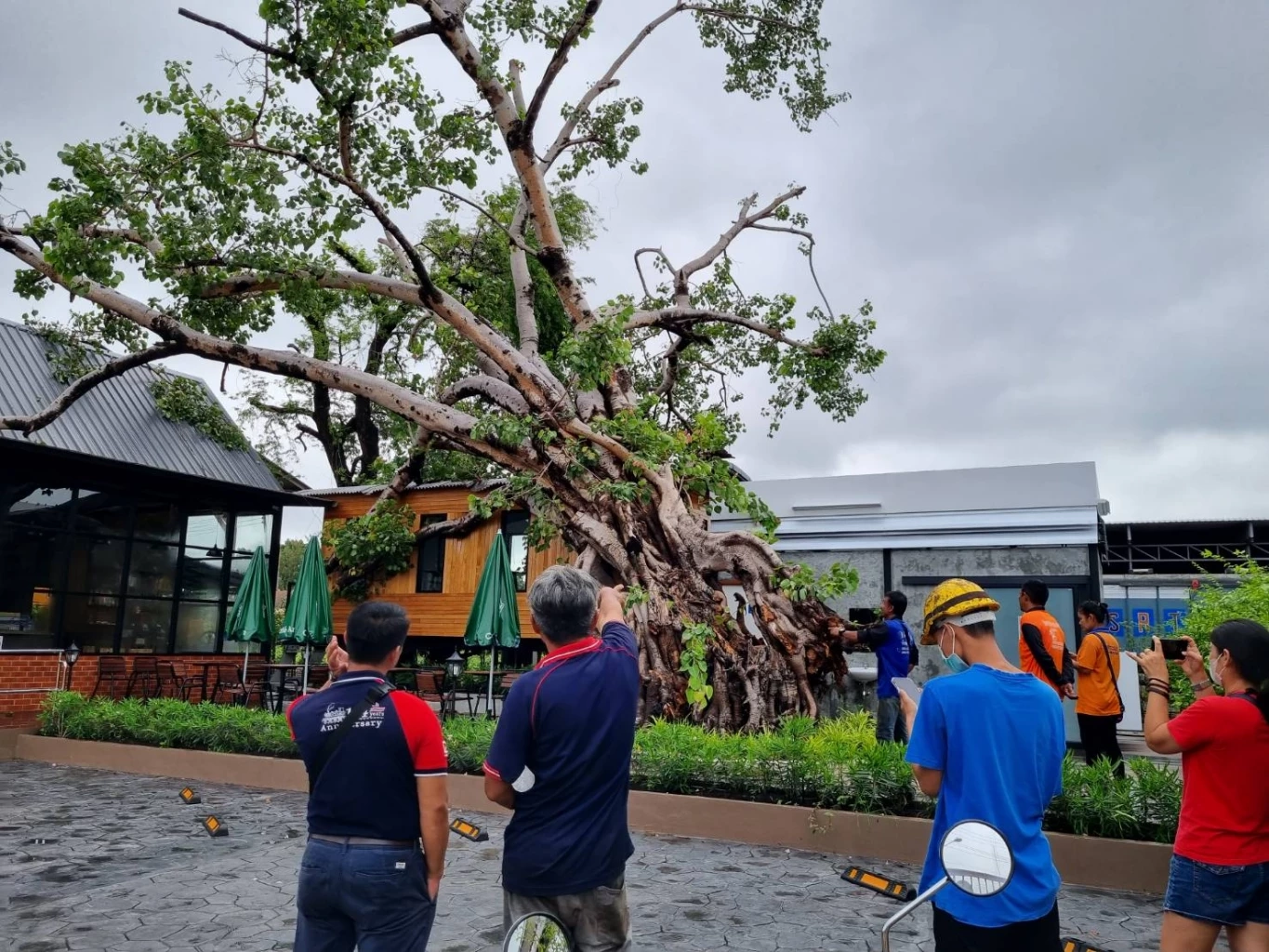 ต้นโพธิ์ยักษ์ 100 ปี โค่นทับตู้รถไฟเก่าแก่สมัยรัชกาลที่ 5