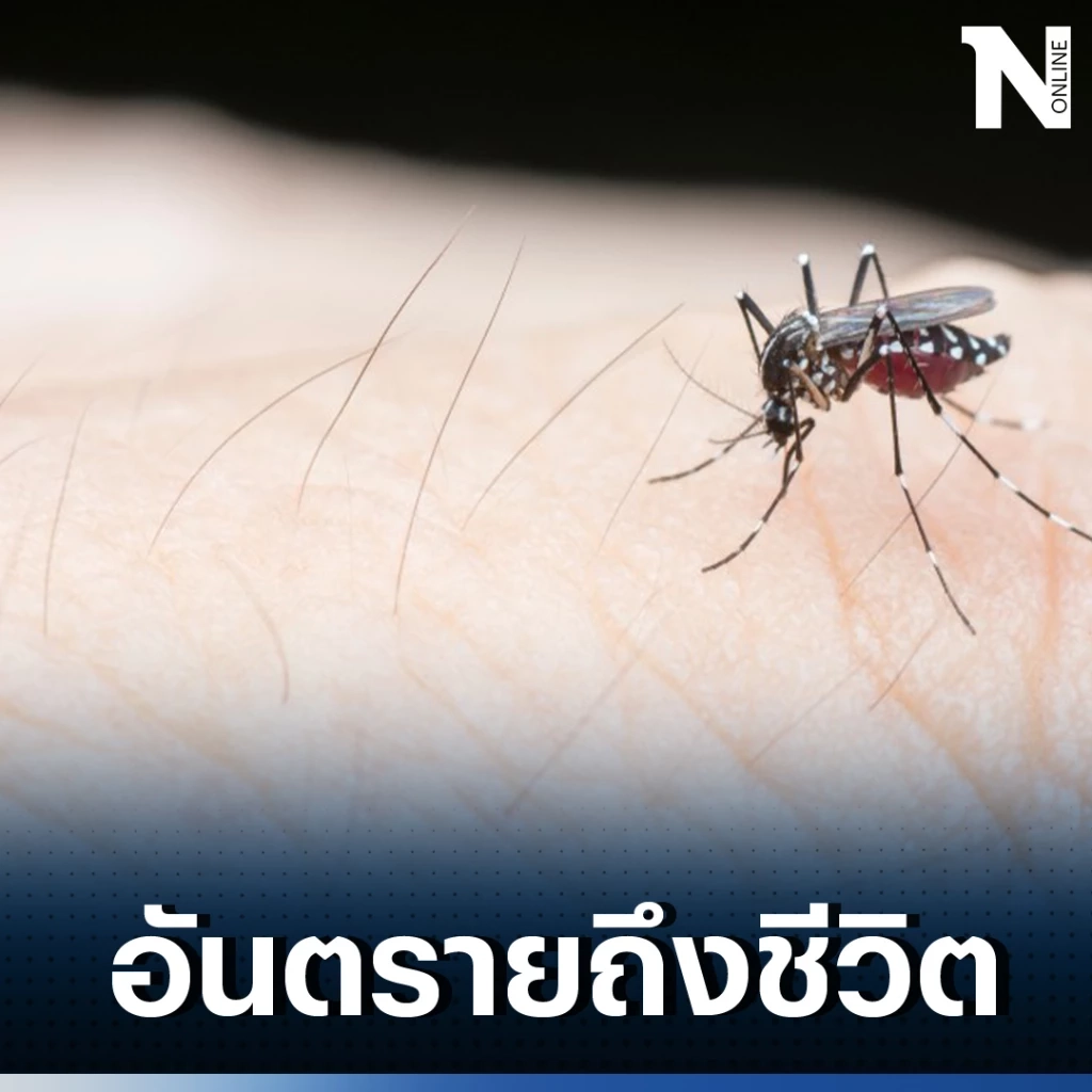 เตือนภัย "ไข้เลือดออก" โรคร้ายที่มากับหน้าฝน หมอย้ำ อันตรายถึงชีวิต 