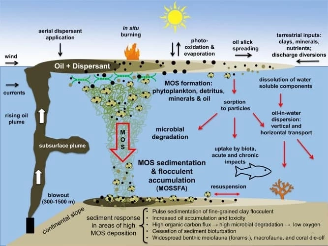 หวั่นน้ำมันรั่ว ส่งผลสิ่งแวดล้อม ห่วงโซ่อาหารมนุษย์ อาหารทะเลมีสารปนเปื้อน