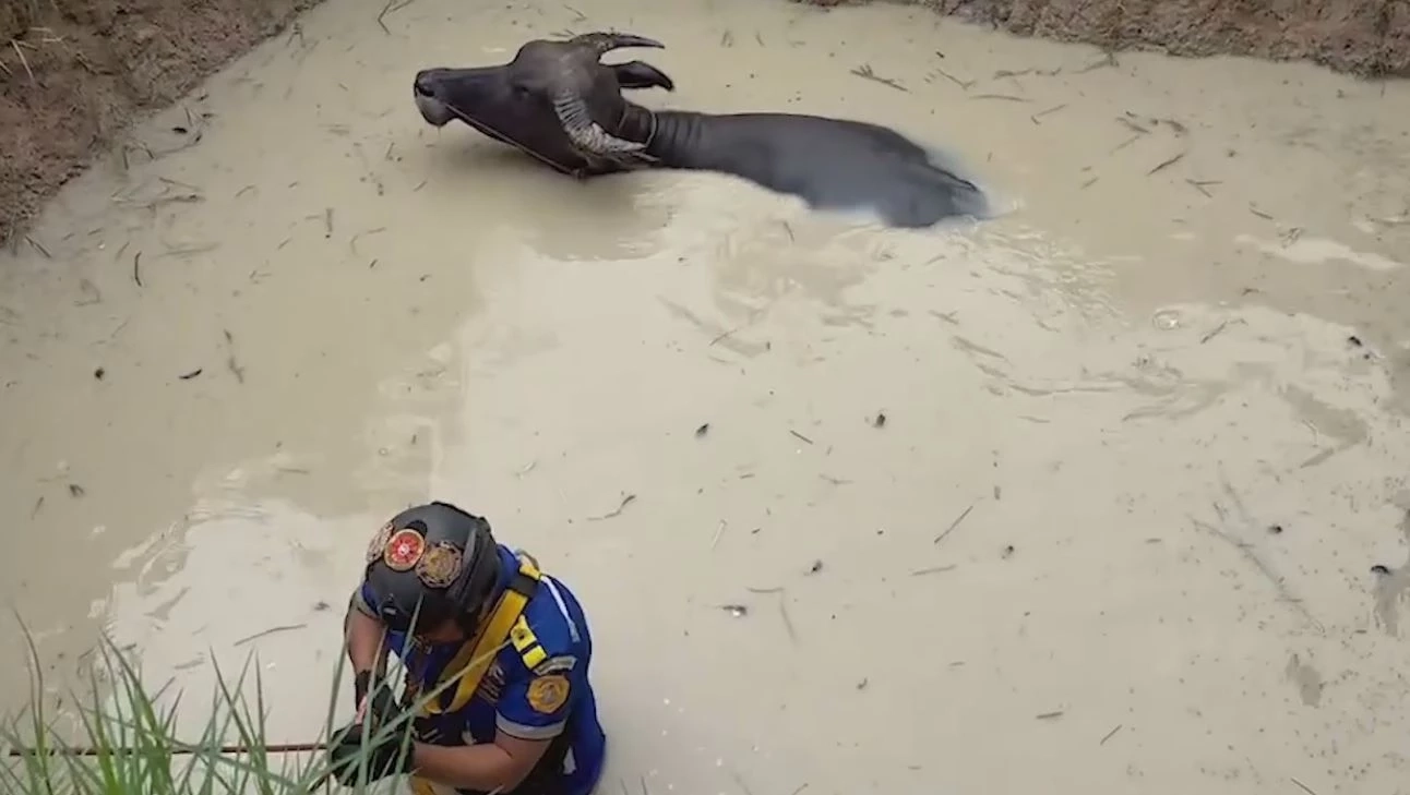 กู้ภัยเข้าช่วยเหลือควายตกน้ำ