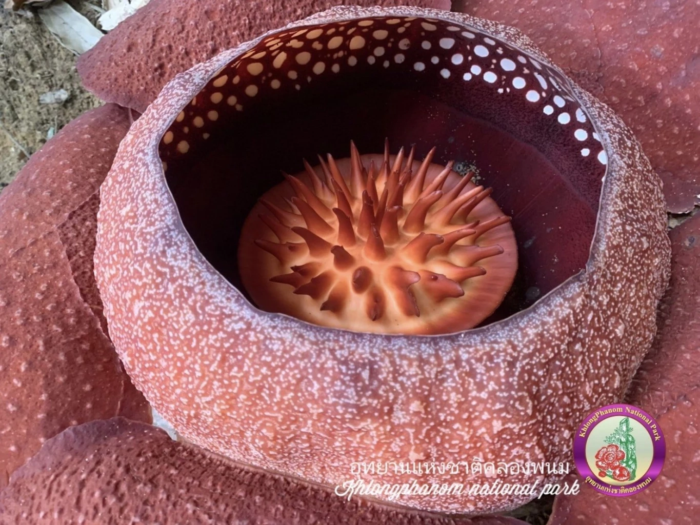 อีกหนึ่งสายพันธุ์มหัศจรรย์ “บัวผุด”พืชปรสิตที่หายาก ใกล้จะสูญพันธุ์