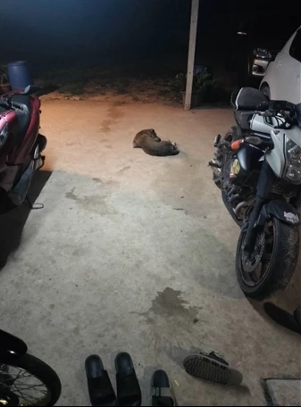 ร่องรอยลี้ลับที่ครอบครัวน้องหนามเตยถ่ายไว้