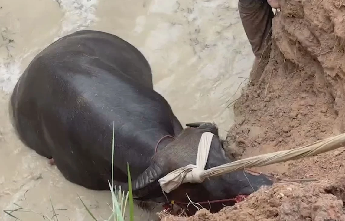 เมียฉุนผัวเมาเหล้า ไม่ดูแลควายท้องแก่ จนตกบ่อน้ำ ว้าวุ่นถึงกู้ภัยต้องมาช่วย