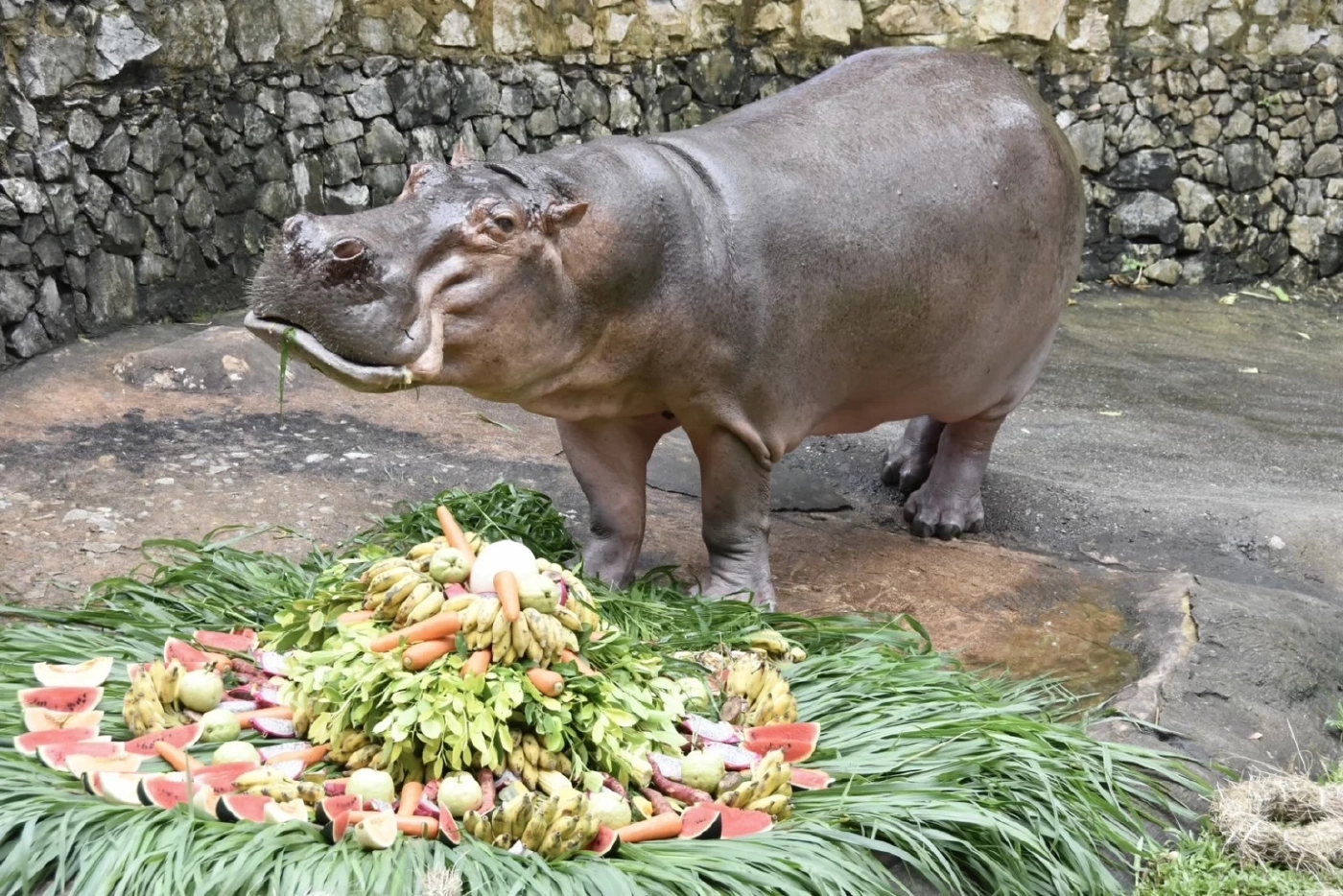 เตรียมฉลองวันเกิด "แม่มะลิ" อายุครบ 58 ปี ฮิปโปขวัญใจมหาชน อายุยืนสุดในไทย