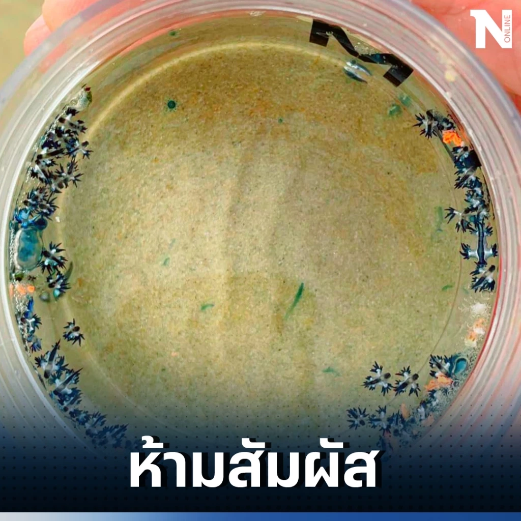 พบแมงกะพรุนไฟหมวกโปรตุเกส ที่ภูเก็ต พิษร้าย อันตราย เตือนดังๆ ไม่ควรสัมผัส