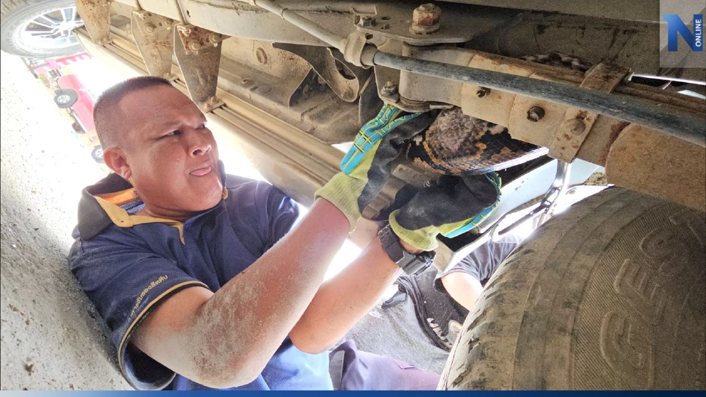 งูเหลือมยักษ์ 4 เมตร ขดใต้ท้องกระบะ กู้ภัยช่วยเอางูออก