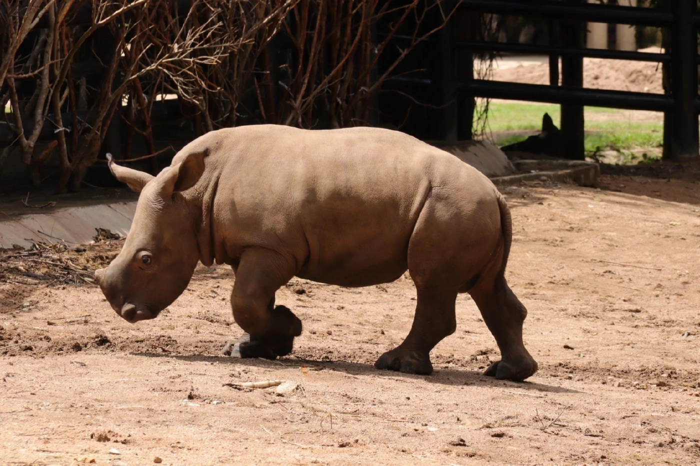 สวนสัตว์เปิดเขาเขียว อวดโฉมสมาชิกใหม่ "น้องท็อป" ลูกแรดขาวตัวที่สอง
