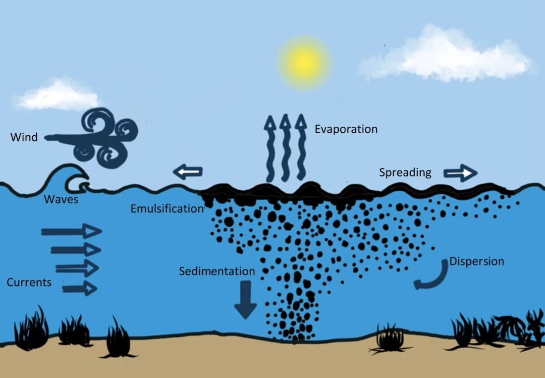 หวั่นน้ำมันรั่ว ส่งผลสิ่งแวดล้อม ห่วงโซ่อาหารมนุษย์ อาหารทะเลมีสารปนเปื้อน