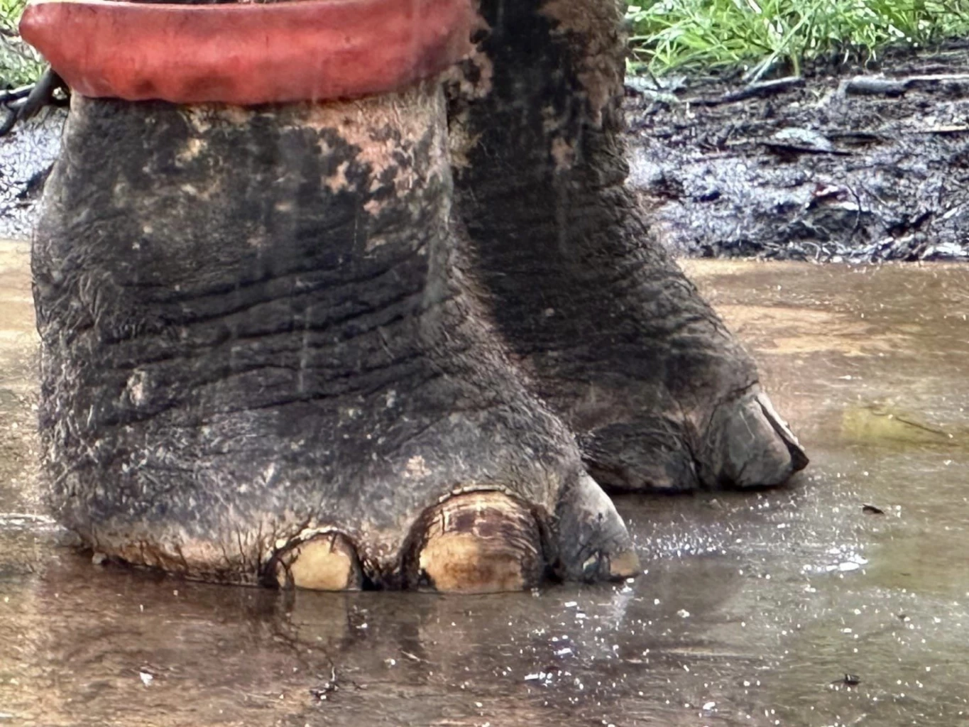 กรมอุทยานฯ ร่วมตรวจเยี่ยมและติดตามสวัสดิภาพ "พลายประตูผา" ช้างไทย ณ ศรีลังกา