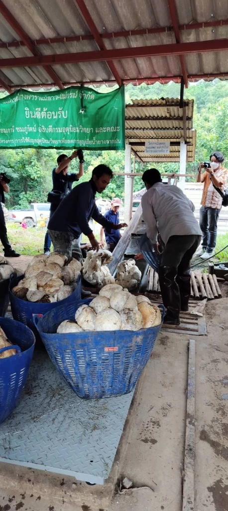 ชาวสวนยางพร้อมรับมือกฎเหล็ก EUDR  กยท. ย้ำโอกาสทองขยายตลาดของไทย