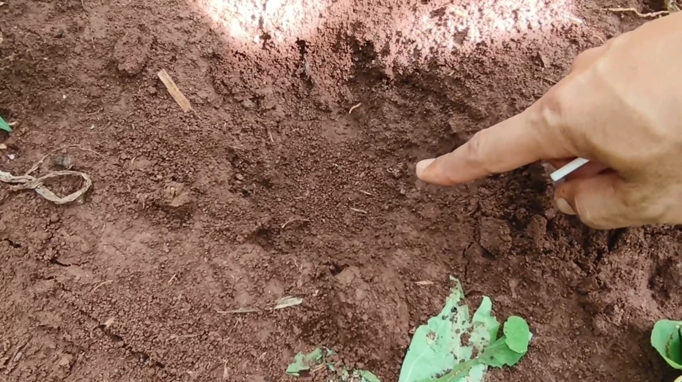 ชาวบ้านผวา หมีควายบุกไร่ข้าวโพด โร่แจ้ง จนท.ตรวจสอบ