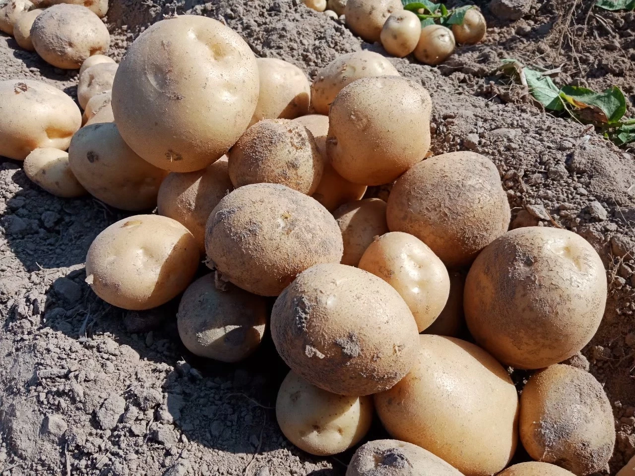 "เกษตรกรสกลนคร" รวมกลุ่มปลูกมันฝรั่ง สร้างรายได้ปีละ 10 ล้าน