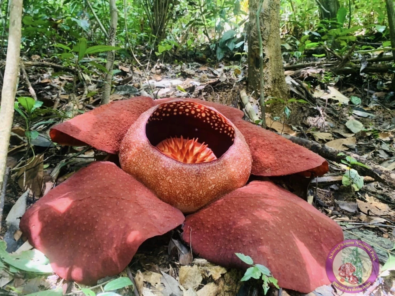 อีกหนึ่งสายพันธุ์มหัศจรรย์ “บัวผุด”พืชปรสิตที่หายาก ใกล้จะสูญพันธุ์