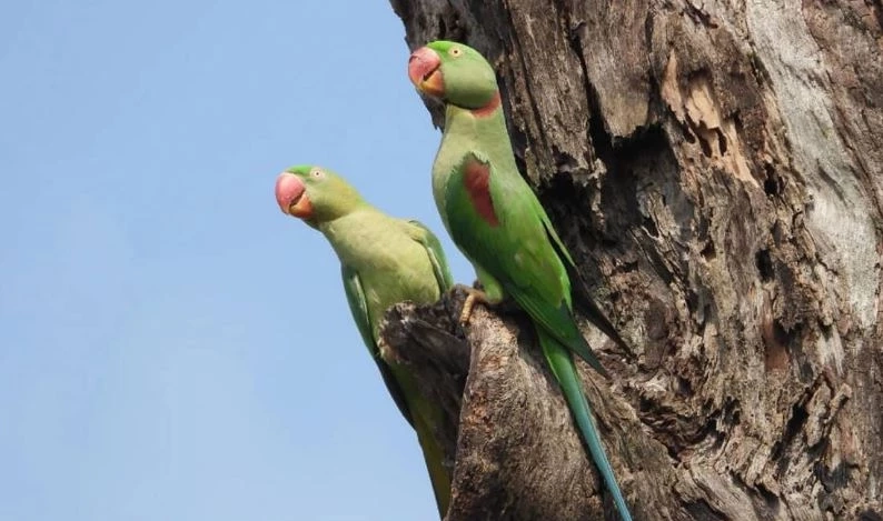 ภาพโดย โครงการอนุรักษ์นกแก้วโม่ง Alexandrine parakeet project
