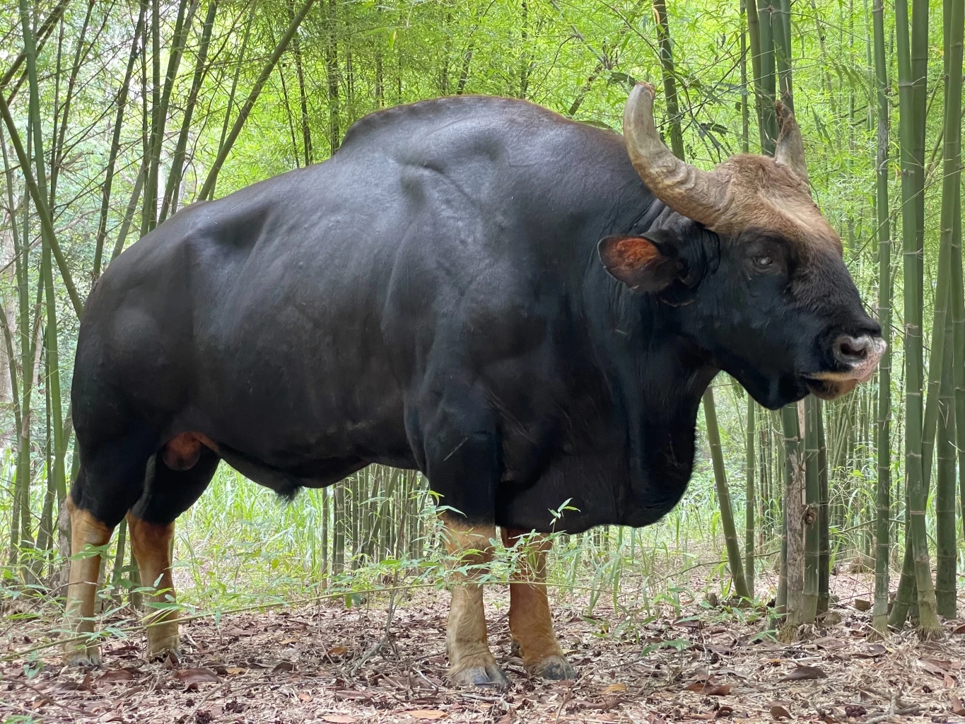 เจ้าทองดี กระทิงป่าวังน้ำเขียว