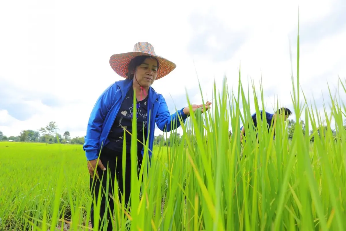 กรมการข้าว เร่งชวนชาวนา เข้าร่วมโครงการส่งเสริมการเปลี่ยนเมล็ดพันธุ์ข้าว