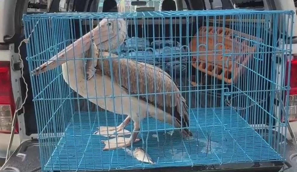 กู้ภัยช่วยด้วย! "นกเพลิแกน" บาดเจ็บ เดินเข้าจุดรับแจ้งเหตุ ขอความช่วยเหลือ