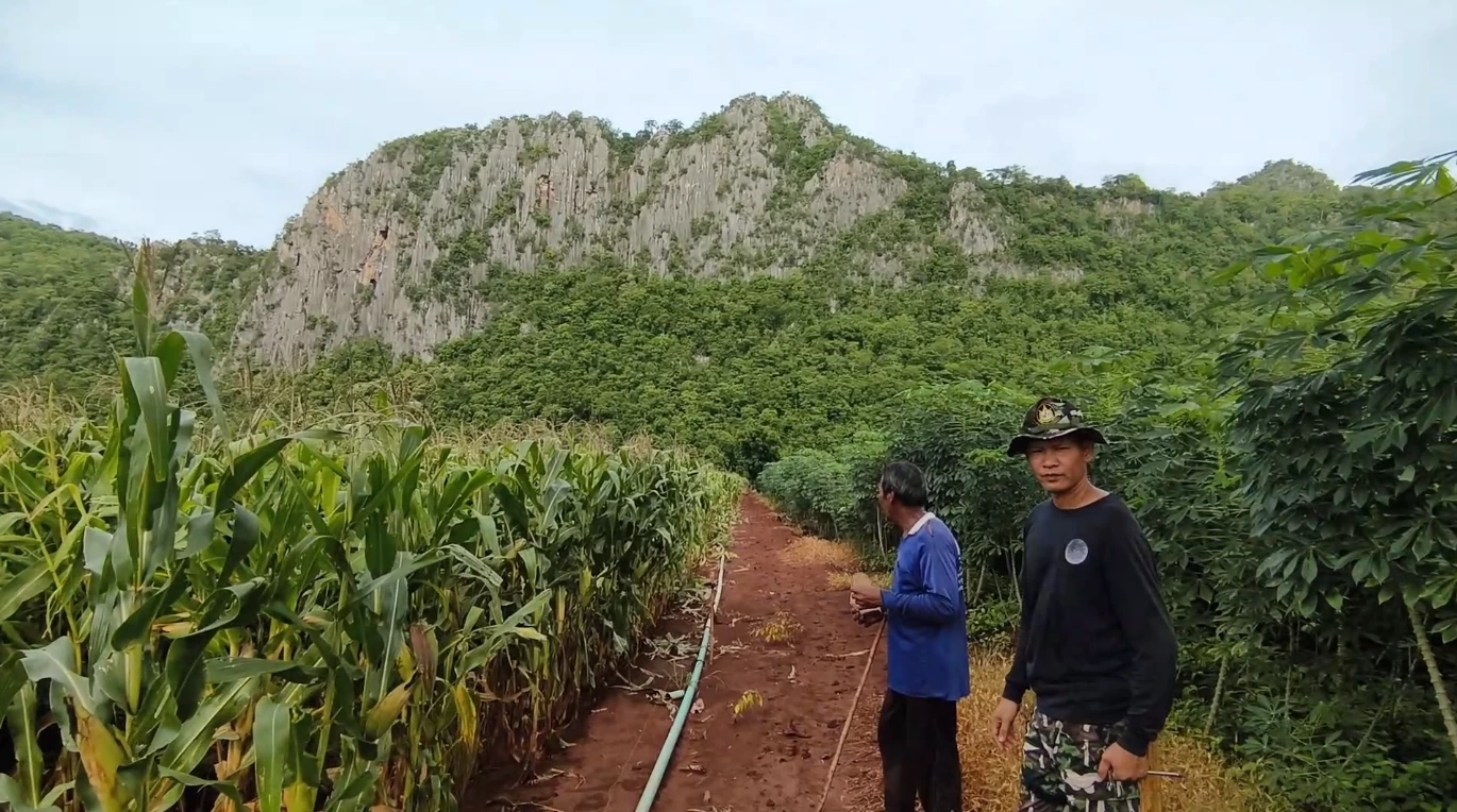 ชาวบ้านผวา หมีควายบุกไร่ข้าวโพด โร่แจ้ง จนท.ตรวจสอบ