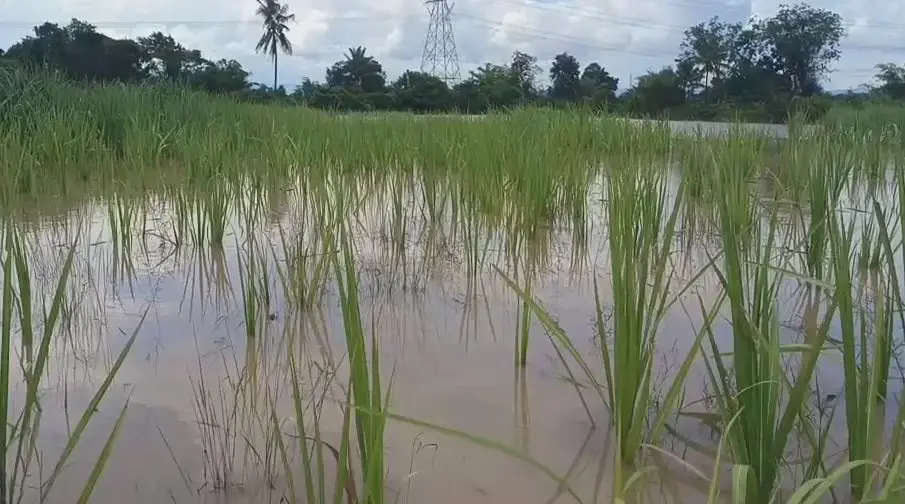 ฝนกระหน่ำชัยภูมิตลอดคืน "น้ำป่า" ทะลักท่วมนาข้าว เสียหายกว่า 500 ไร่