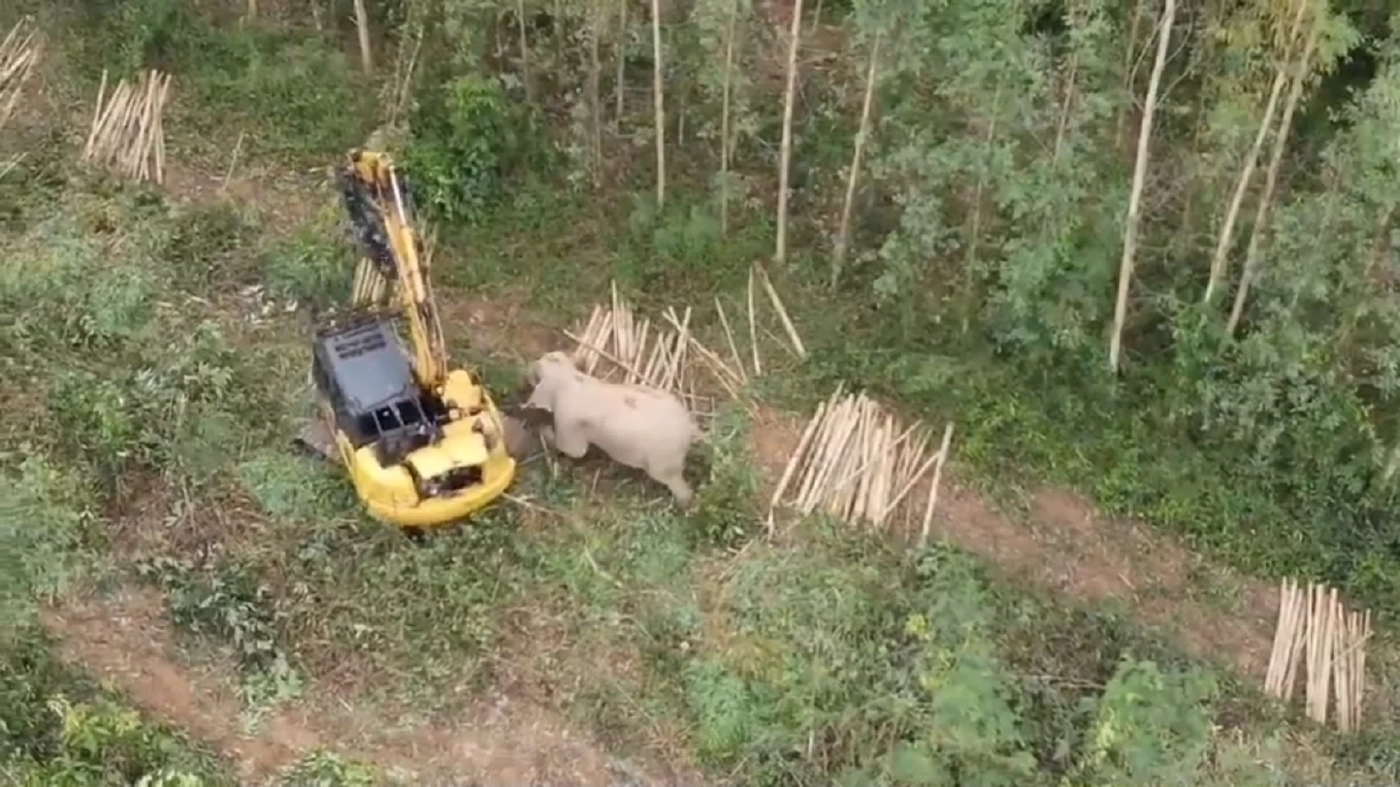 เปิดคลิประทึก! ช้างป่าพังชาตรี บุกทำร้ายคนขับแบคโฮ คนงานตัดไม้วิ่งป่าราบ