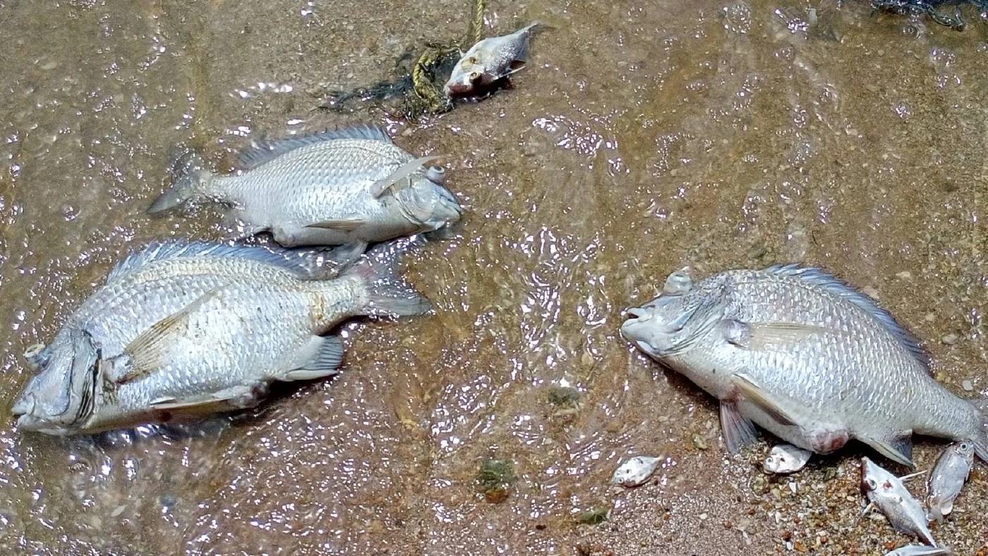 ปลาทะเลนับล้าน ลอยตายเกลื่อน "ชายหาดศรีราชา" จาก "แพลงก์ตอนบลูม"