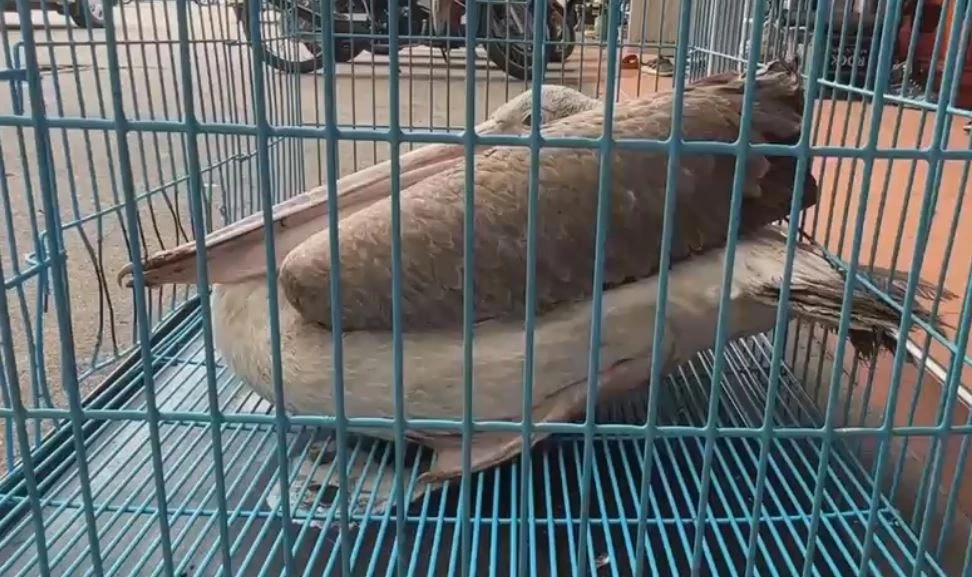 กู้ภัยช่วยด้วย! "นกเพลิแกน" บาดเจ็บ เดินเข้าจุดรับแจ้งเหตุ ขอความช่วยเหลือ