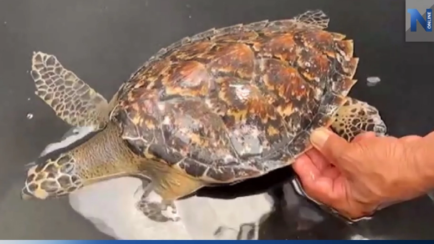 ช่วยลูกเต่าทะเลปากเหยี่ยวน็อคน้ำจืดเกือบตาย