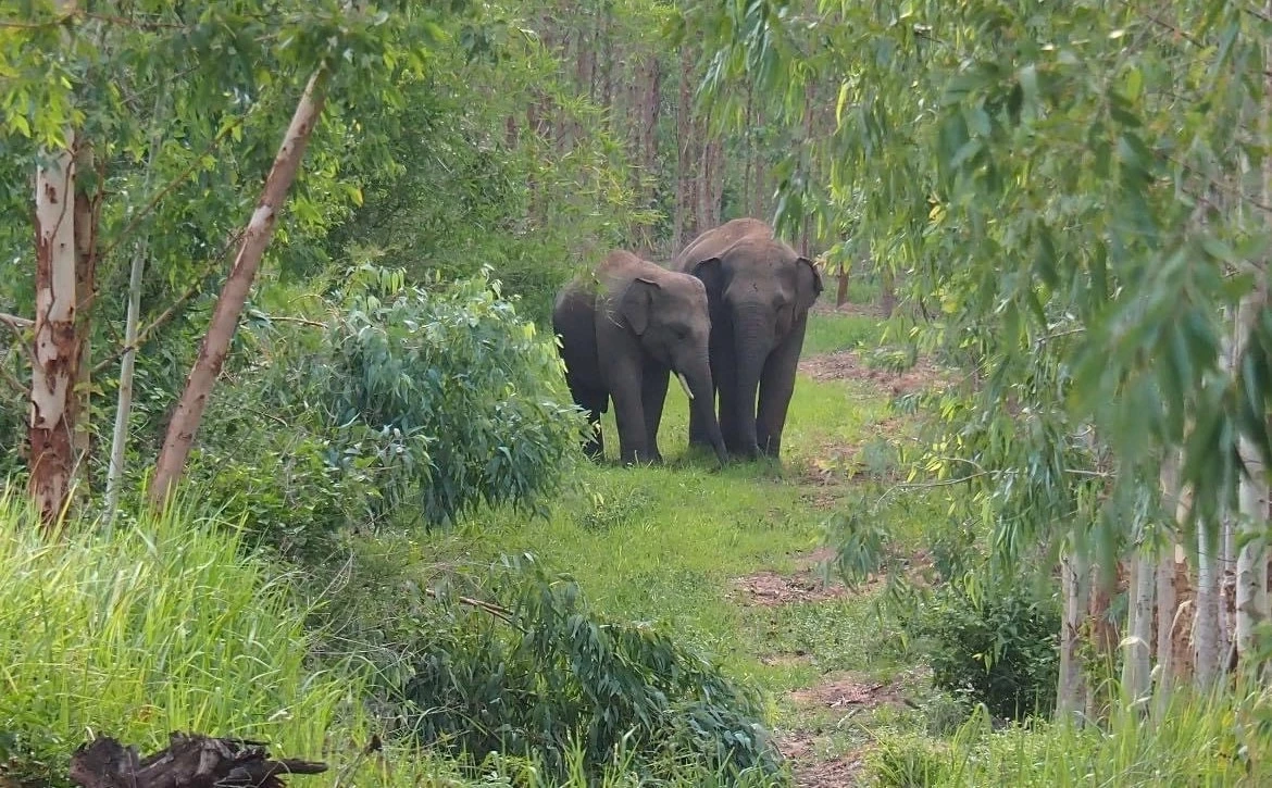 สุดอันตราย! ผญบ.ภูกระดึง เข้าจับลักลอบตัดไม้ ถูก "ช้างป่า" ทำร้ายเจ็บสาหัส