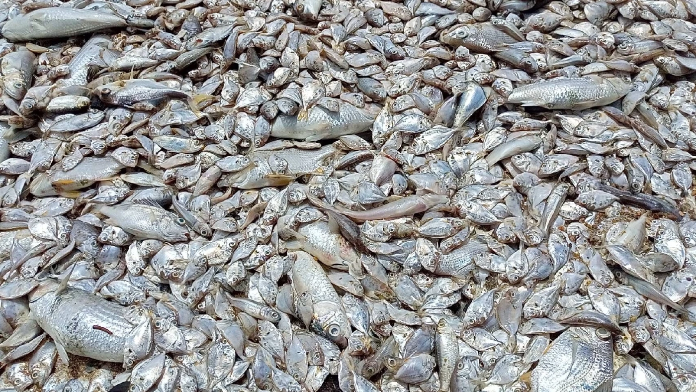 ปลาทะเลนับล้าน ลอยตายเกลื่อน "ชายหาดศรีราชา" จาก "แพลงก์ตอนบลูม"