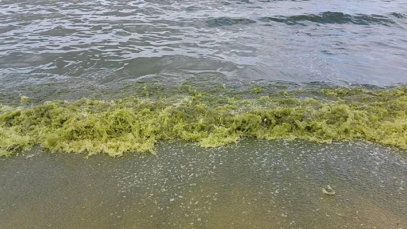 "ทะเลบางแสน" กลายเป็น "สีชาเขียวมัทฉะ" อีกแล้ว หลังฝนตกติดต่อกันหลายวัน